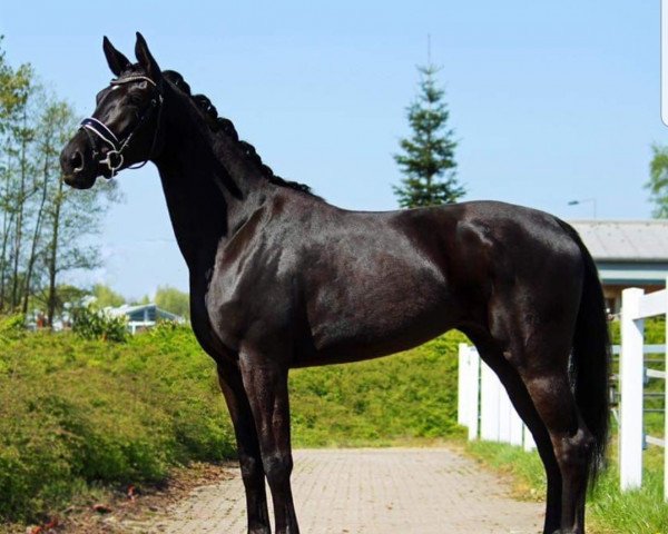 broodmare Bella (Hanoverian, 2016, from Bon Coeur)