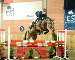 jumper Infinity 13 (Oldenburg show jumper, 2005, from Incolor)