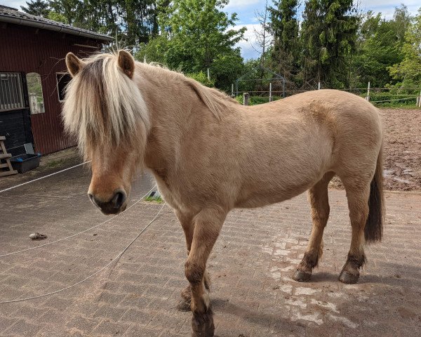 Pferd Ringelle (Fjordpferd, 1996, von Blinken)