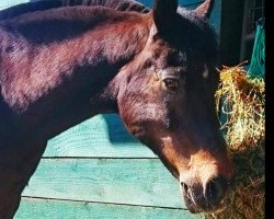 horse Fortan (New Forest Pony, 1987, from Corvin)