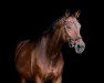 dressage horse Miss Scarlett 4 (Oldenburg, 2007, from Sorento OLD)