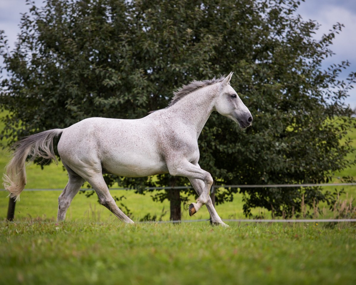jumper Quando B 2 (Oldenburg show jumper, 2007, from Quidam de Revel)