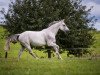 jumper Quando B 2 (Oldenburg show jumper, 2007, from Quidam de Revel)