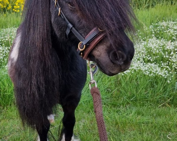 broodmare Excellence (Dt.Part-bred Shetland pony, 2006, from CC's Excalibur)