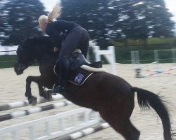 dressage horse Vangelis 6 (German Riding Pony, 1995, from Vivaldi)