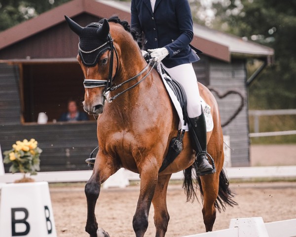 dressage horse Lafredo 3 (Oldenburg, 2009, from Laurentio)