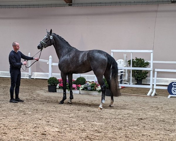 Zuchtstute Rock it Girl (Oldenburger Springpferd, 2018, von Hickstead White)