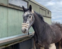 horse Ariel (Bo) (Schlesier, 2017, from Eckermann)