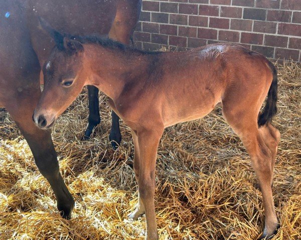 foal by Dance with me CE (Oldenburg, 2025, from Danciano)