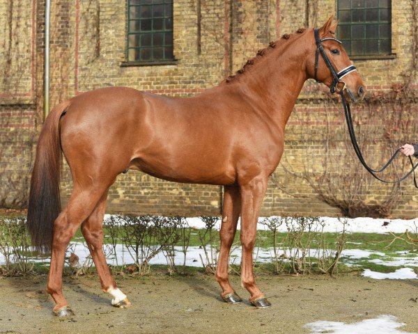 stallion Zavattini (German Sport Horse, 2018, from Zinedream)