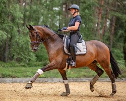 dressage horse Flashover (Oldenburg, 2016, from Florenz 71)