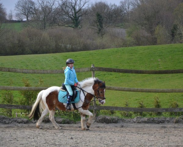 dressage horse Tamino (Dartmoor Pony, 2002)