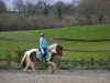 dressage horse Tamino (Dartmoor Pony, 2002)