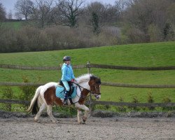 dressage horse Tamino (Dartmoor Pony, 2002)