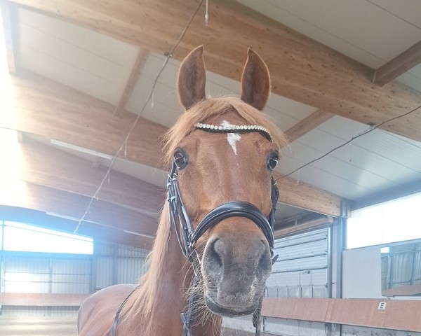 dressage horse Hooiberg's Fenna (KWPN (Royal Dutch Sporthorse), 2014, from Leuns Veld's Winston)