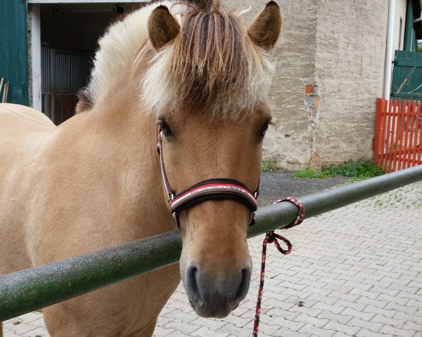 Pferd Skarven (Fjordpferd, 2004, von Skagen)