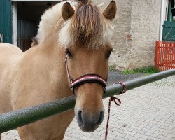 horse Skarven (Fjord Horse, 2004, from Skagen)