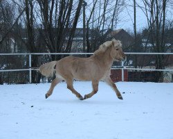 Pferd Sander (Fjordpferd, 1999, von Skagen)