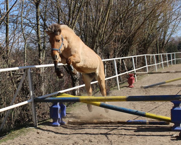 broodmare Mary Lou (Fjord Horse, 2005, from Skagen)