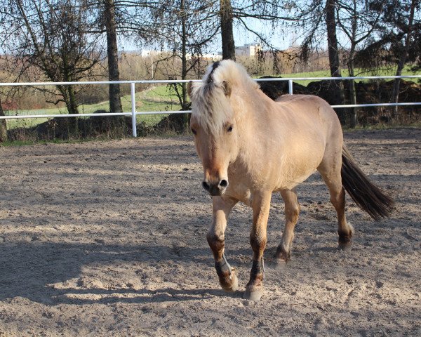 Pferd Simba (Fjordpferd, 2014, von Skagen)