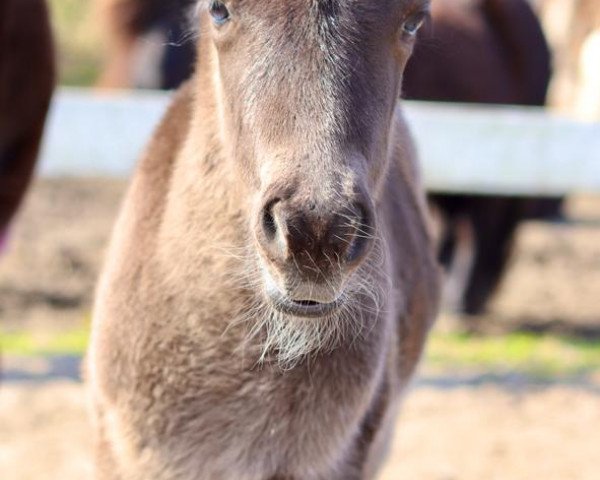 Pferd Sir Cambridge of Baltic Sea (Shetland Pony, 2021, von Sir Winsten)