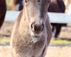 Pferd Sir Cambridge of Baltic Sea (Shetland Pony, 2021, von Sir Winsten)