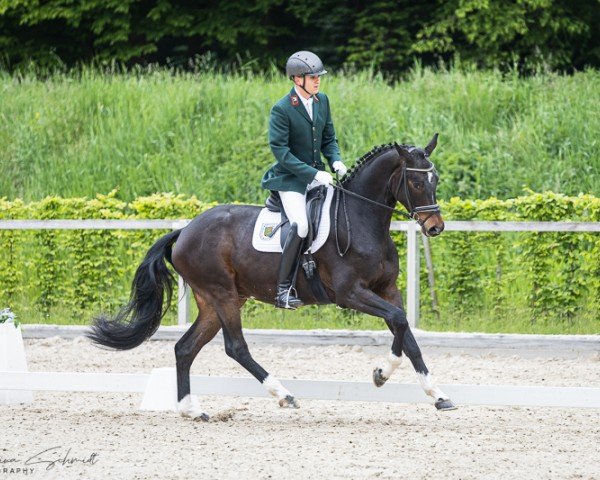 dressage horse Raberas (Trakehner, 2021, from Banderas)