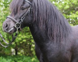 stallion Kalimero of Baltic Sea (Shetland Pony, 2017, from Klavier van 't Laantje)