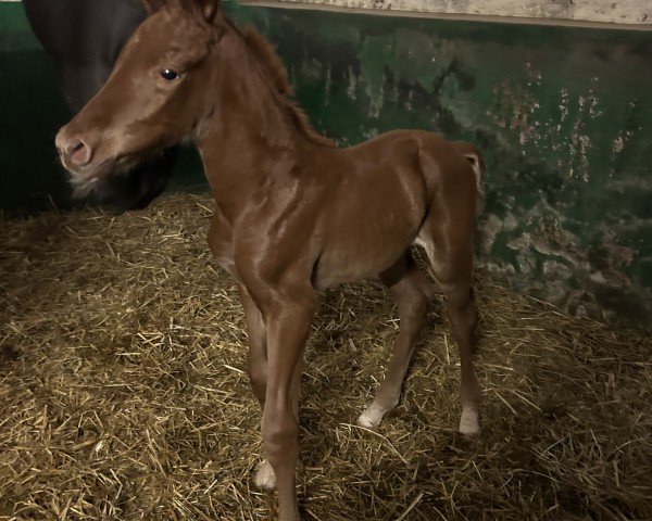 foal by Dynamic Girl G (Hanoverian, 2025, from Dynamic Dream)