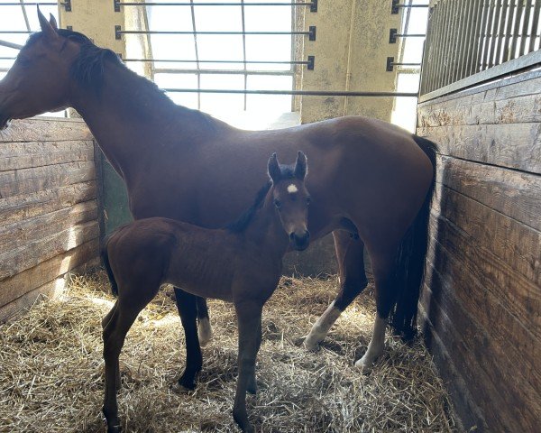 foal by Greenwood Grace Kelly (German Riding Pony, 2025, from Golden Grey NRW)