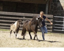 Zuchtstute Daydream of Baltic Sea (Shetland Pony, 2015, von Gordan of Baltic Sea)