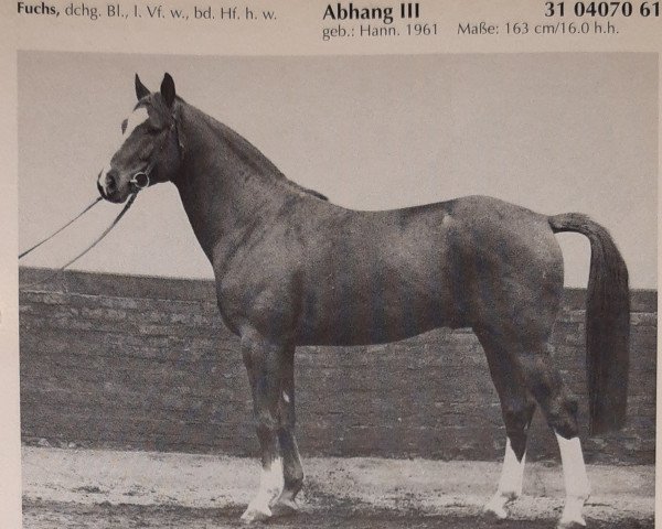 stallion Abhang III (Hanoverian, 1961, from Abglanz)