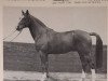 stallion Abhang III (Hanoverian, 1961, from Abglanz)