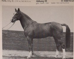 Deckhengst Abhang III (Hannoveraner, 1961, von Abglanz)