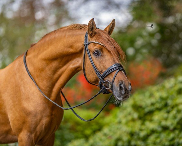 stallion Venustas Crispy Cracker (German Riding Pony, 2017, from Kastanienhof Cockney Cracker)
