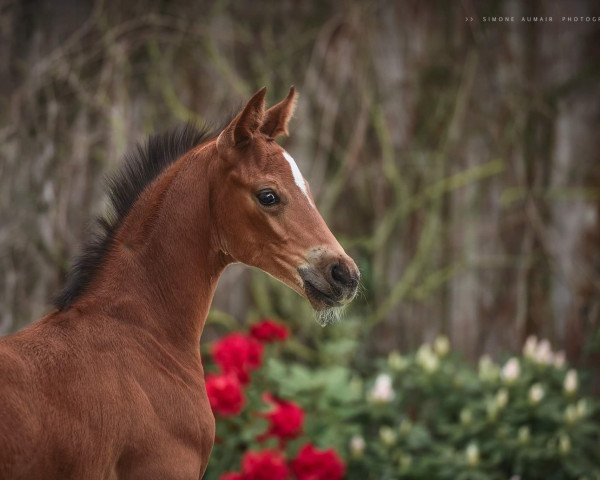 dressage horse Naruto VW (Austrian Warmblood, 2021, from Negro)