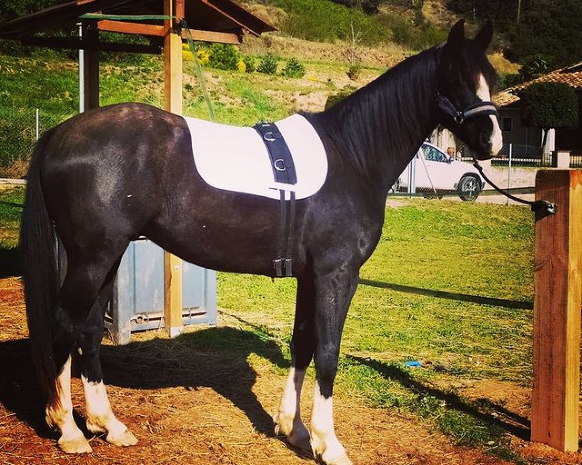 dressage horse Step Piccolo Scs (Oldenburg, 2018, from Step Dancer)