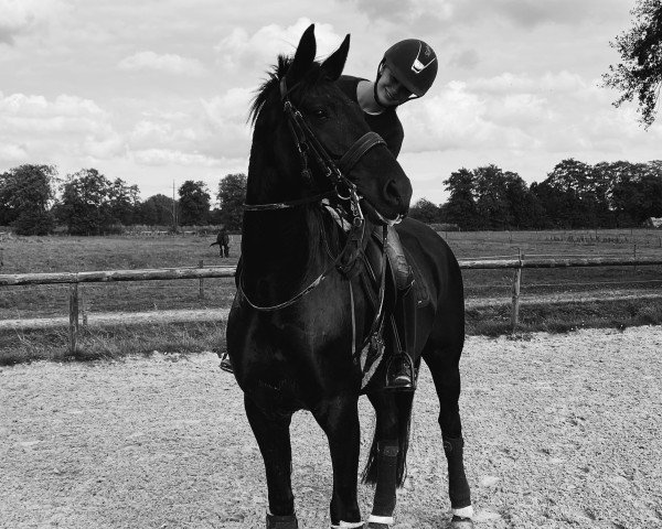 dressage horse Bon Dieu (Oldenburg, 2016, from Bon Coeur)