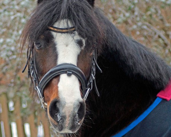 Pferd Benni (Welsh Mountain Pony (Sek.A), 2004, von Duffelt's Pantani)
