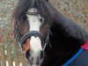 horse Benni (Welsh mountain pony (SEK.A), 2004, from Duffelt's Pantani)