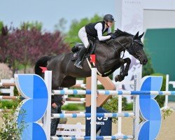 jumper Nikol Hs (Czech Warmblood, 2014, from Aristo Z)