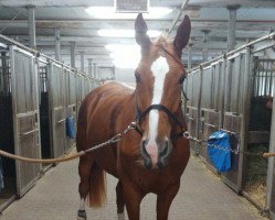 jumper Jerizza P (KWPN (Royal Dutch Sporthorse), 2014, from Zirocco Blue)