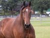 dressage horse Entertainer (Rhinelander, 2016, from Escolar)