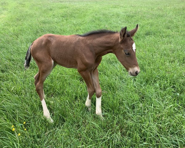 dressage horse Neverland’s N (German Riding Pony, 2021, from Neverland WE)