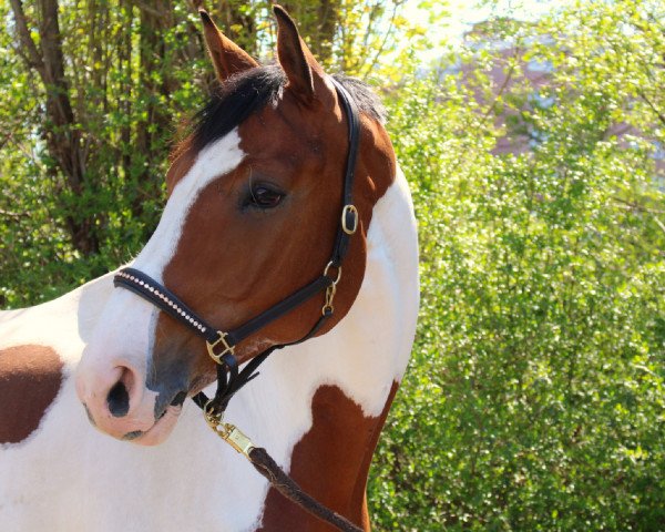 Springpferd Sylver Boy (Deutsches Reitpferd, 2006, von Sampolo N)