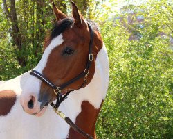 jumper Sylver Boy (German Warmblood, 2006, from Sampolo N)