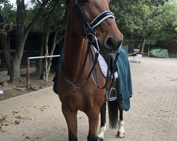 dressage horse Cincinetti 3 (Holsteiner, 2004, from Classido)