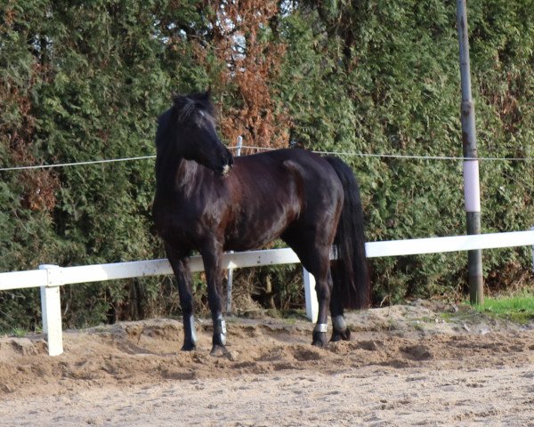 dressage horse Däumelinchen S (German Riding Pony, 2009, from Friedrichshof Dark Gigolo)