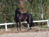 dressage horse Däumelinchen S (German Riding Pony, 2009, from Friedrichshof Dark Gigolo)