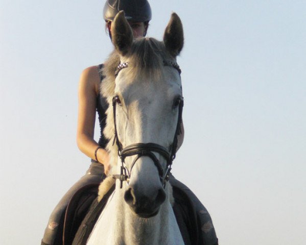 jumper Caja (Oldenburg show jumper, 2008, from Cento)